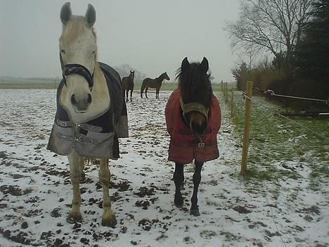 Anden særlig race Little Beauty Angel - Angel og Flicka Bedste Veninder ever! Ingen af mine Billedere må under ingen om stændigheder bruges til netpony sider!* billede 10