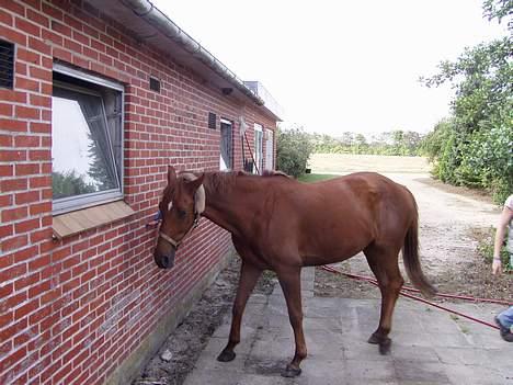 Anden særlig race Falkær's Cameth**SOLGT** billede 9