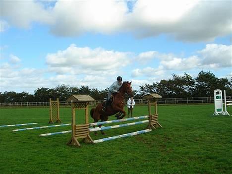 Anden særlig race Falkær's Cameth**SOLGT** - Her øver vi trav bomme, derfor det ikk er så højt, (Vi sprang 110:D) billede 11