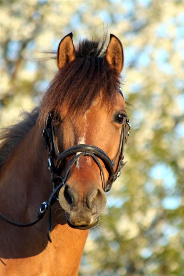 Anden særlig race Cheik Sherry solgt :'( - Helt fantastisk dygtig fotograf der har taget dette billede. cc.foto billede 3