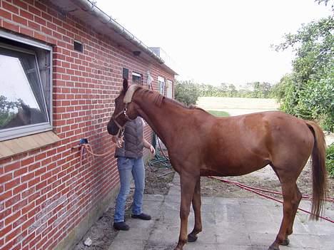 Anden særlig race Falkær's Cameth**SOLGT** billede 14
