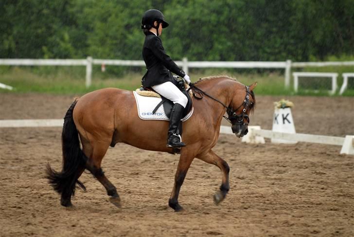 Anden særlig race Cheik Sherry solgt :'( - Her er vi til Øresundscup i dressur i silende regn. Nøj hvor blev bassen våd. Vi red en LB2. billede 10