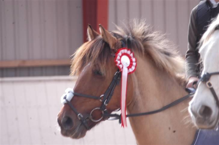 Anden særlig race Cheik Sherry solgt :'( - Her har vi lige vundet en LA, 4. del af spring i Øresundscuppen 2007 billede 11