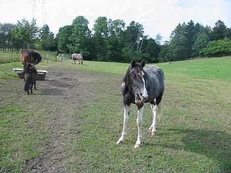 Anden særlig race Django *Solgt*  - ARRRRRRR GAAAAAABBBBB billede 5