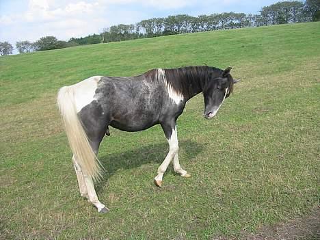 Anden særlig race Django *Solgt*  - ughhh jeg er lækker billede 6