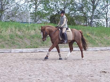 DSP Maglehøjs Micado R.I.P - Igen i KRK..  billede 12