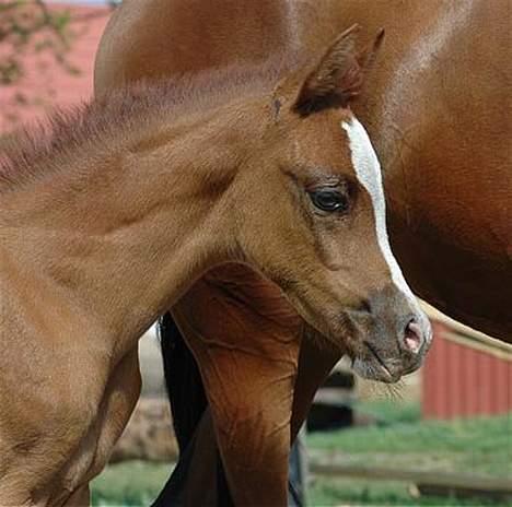 Arabisk fuldblod (OX) Sweet Caress D. * SOLGT * - Maj 2006. Foto: Jani Pedersen billede 2