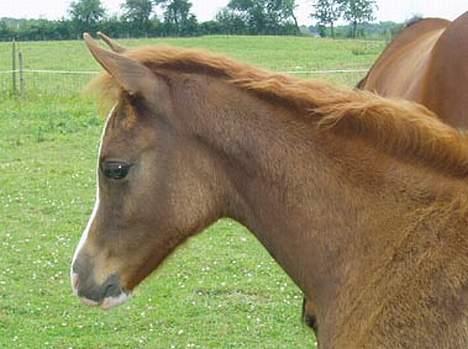Arabisk fuldblod (OX) Sweet Caress D. * SOLGT * - Juli 2006 billede 3