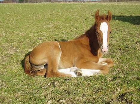 Arabisk fuldblod (OX) Sweet Caress D. * SOLGT * - 2 uger gammel billede 4