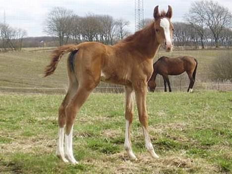 Arabisk fuldblod (OX) Sweet Caress D. * SOLGT * - 3 uger gammel billede 5