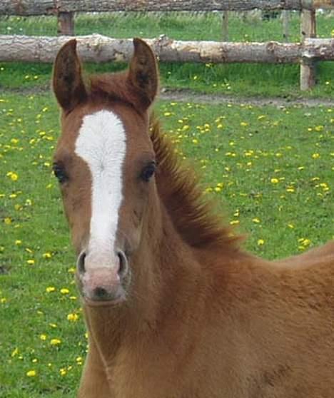 Arabisk fuldblod (OX) Sweet Caress D. * SOLGT * - Maj 2006 billede 6