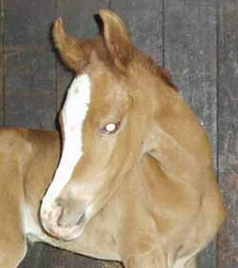 Arabisk fuldblod (OX) Sweet Caress D. * SOLGT * - Få dage gammel billede 8