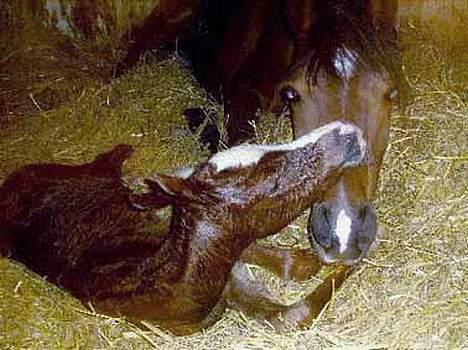 Arabisk fuldblod (OX) Sweet Caress D. * SOLGT * - Nyfødt d. 31. marts 2006 billede 9
