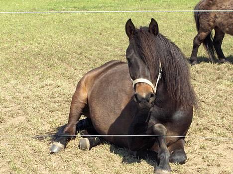 Anden særlig race Little Beauty Angel - Afslapning på folden:)*Ingen af mine Billedere må under ingen om stændigheder bruges til netpony sider!* billede 12