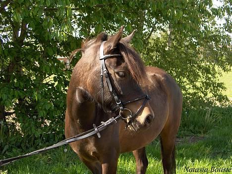 Anden særlig race Little Beauty Angel - Neeeej hvor fint! elsker hende bare !*Ingen af mine Billedere må under ingen om stændigheder bruges til netpony sider!* billede 13