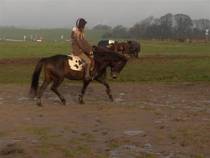 Anden særlig race Little Beauty Angel - Seriøs dressur træning*Ingen af mine Billedere må under ingen om stændigheder bruges til netpony sider!* billede 14