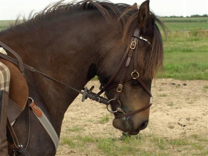 Anden særlig race Little Beauty Angel - Dressur, parade*Ingen af mine Billedere må under ingen om stændigheder bruges til netpony sider!* billede 15