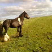 Irish Cob Kenny <<SOLGT>>