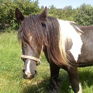 Irish Cob Kenny <<SOLGT>>