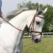 Anden særlig race Amigo