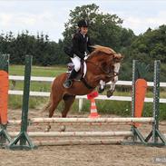 Welsh Mountain (sec A) bubbly snowflake