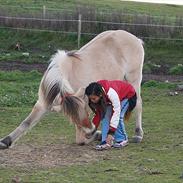 Fjordhest Fønix Frode 