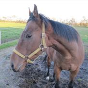 Fuldblod (XX) Tricky Dicky