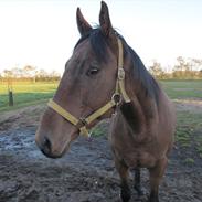 Fuldblod (XX) Tricky Dicky