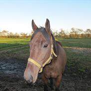 Fuldblod (XX) Tricky Dicky