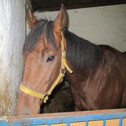 Fuldblod (XX) Tricky Dicky