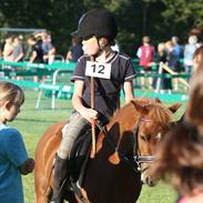 Anden særlig race Felix