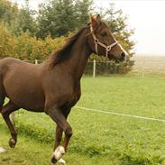 Anden særlig race Silvia