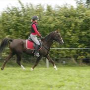 Anden særlig race Silvia