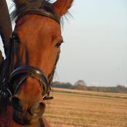 Traver La Petite Simoni 