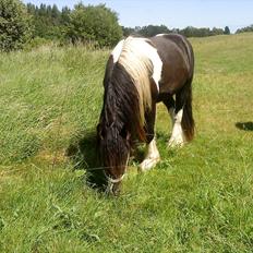 Irish Cob Kenny <<SOLGT>>
