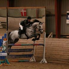 Dansk Varmblod Carneval Fever