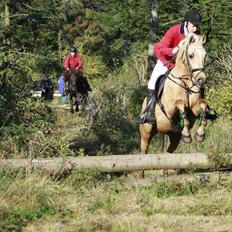 Palomino Klepholms Pegasos/Palle