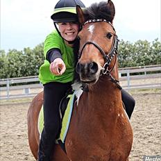 Anden særlig race Joachim Tidl. hest