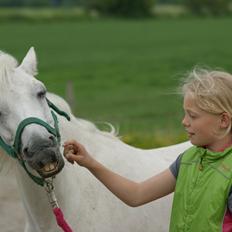 Welsh Pony (sec B)  l »Balou«