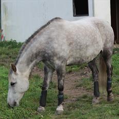 Anden særlig race Lady