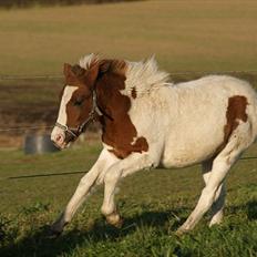 Pinto  l »Piilgaardens Limbo«