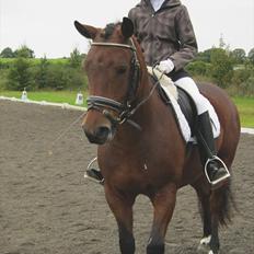 New Forest Bokjærgårds Aladdin