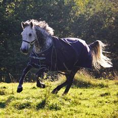 Anden særlig race Oldcastle Misty