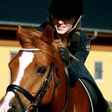 Anden særlig race Bastian • B-pony