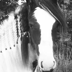 Irish Cob Alanya Naya