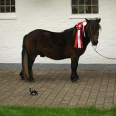 Shetlænder Sandgaardens Dundee