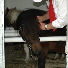 Shetlænder Sandgaardens Dundee