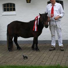 Shetlænder Sandgaardens Dundee