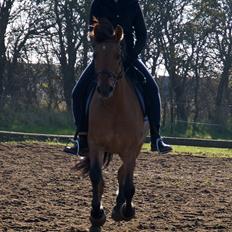 Anden særlig race Lucky 