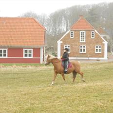 Anden særlig race Andrea